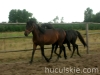 lato2008-konie-huculskie-1